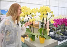 Mareen Bogerd met Anthura Savona. “Met deze grootbloemige phalaenopsis met grote gele bloemen ervaar je puur geluk. Met de goede houdbaarheid van ruim 10 weken staat Anthura Savona hiermee ook aan de top voor de kleur geel.”